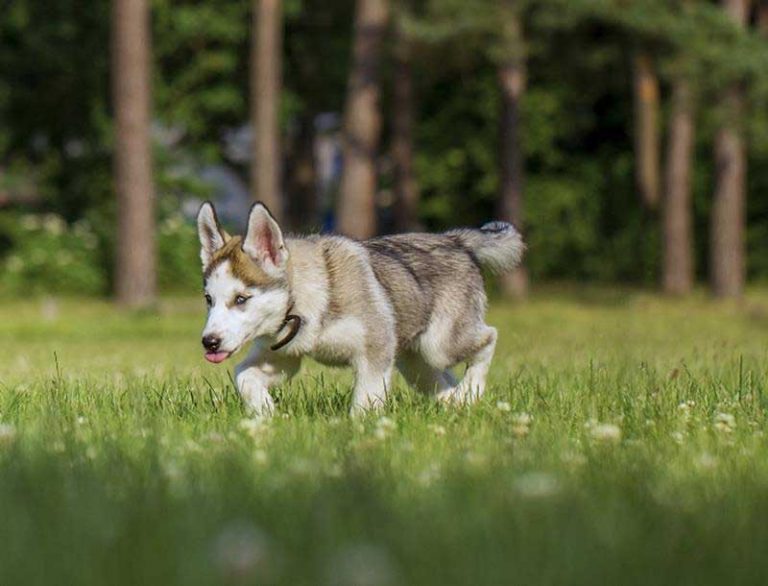 Our Team Wheeling Veterinary Associates/ Glen Dale Animal Hospital